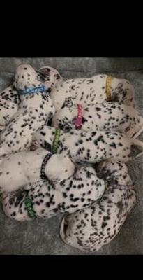 Dalmatian puppies purebred